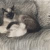 Mère et bébé chat